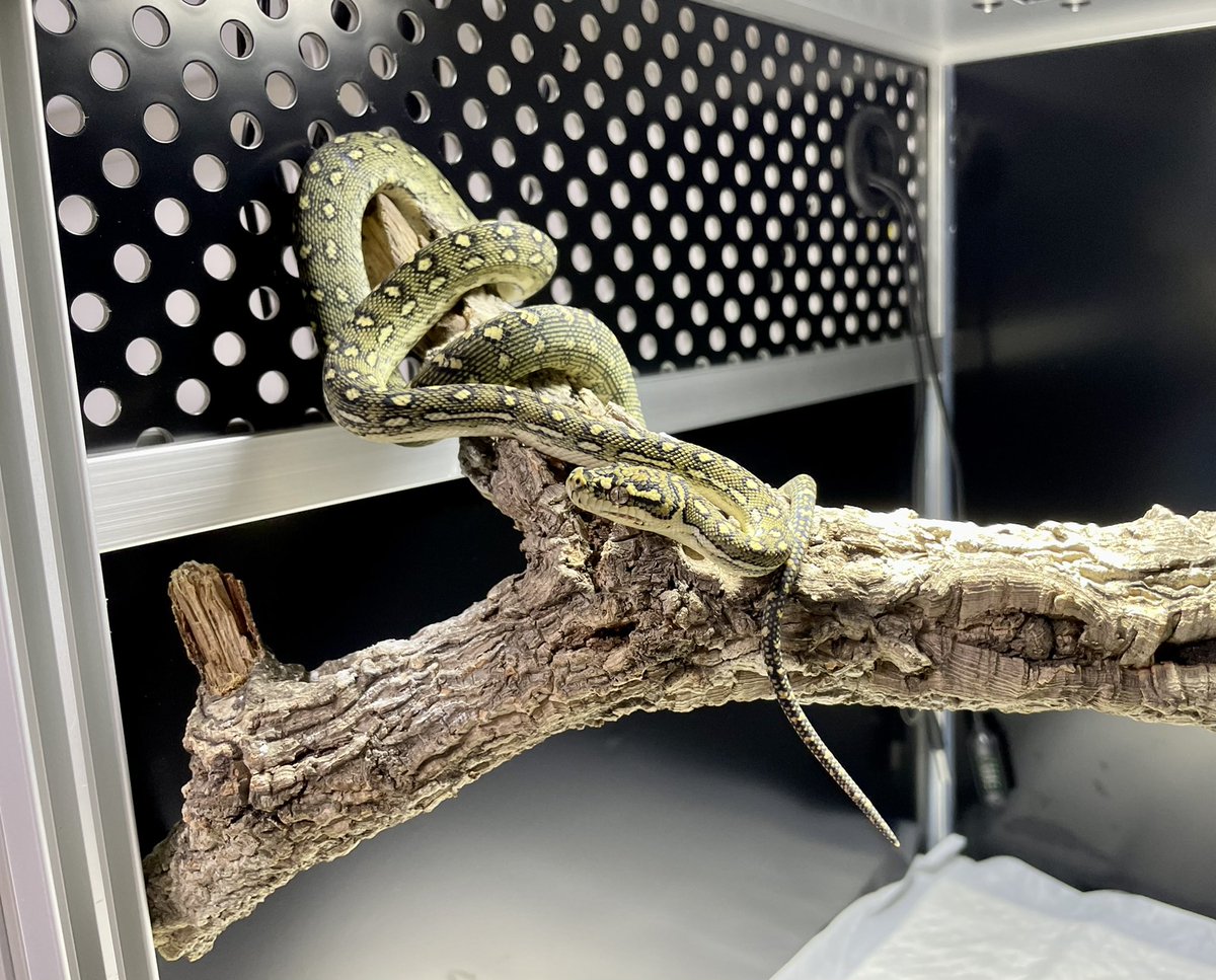krs_reptile06's tweet photo. 脱皮したダイヤモンドパイソンのベビーがヤバすぎる件について
メタハラ直下に来た時のギラギラが半端ない、シリウスちゃん最高だよあんた😍
#ダイヤモンドパイソン
#デンドロパーク
#Starpythons https://t.co/Zw6pDe3UxX