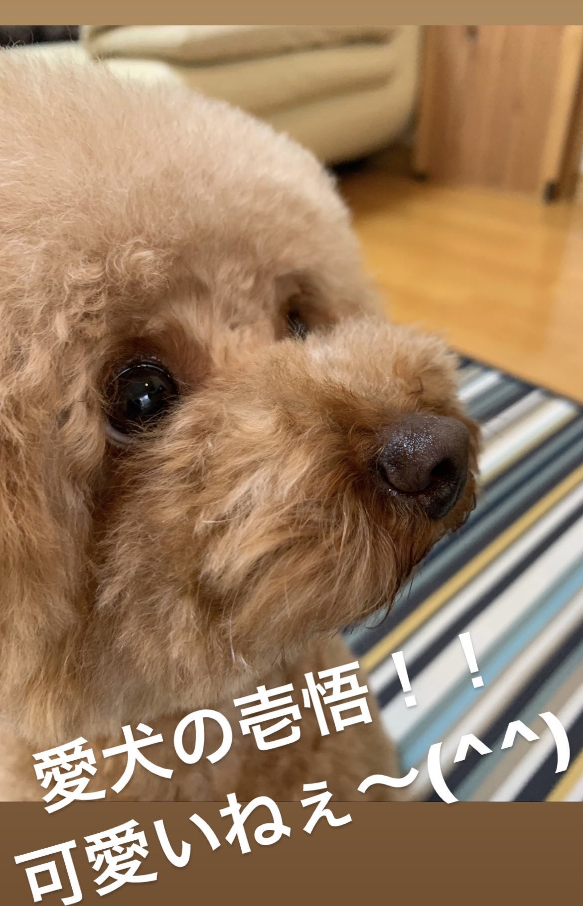 トイプードルカット Twitter Search Twitter