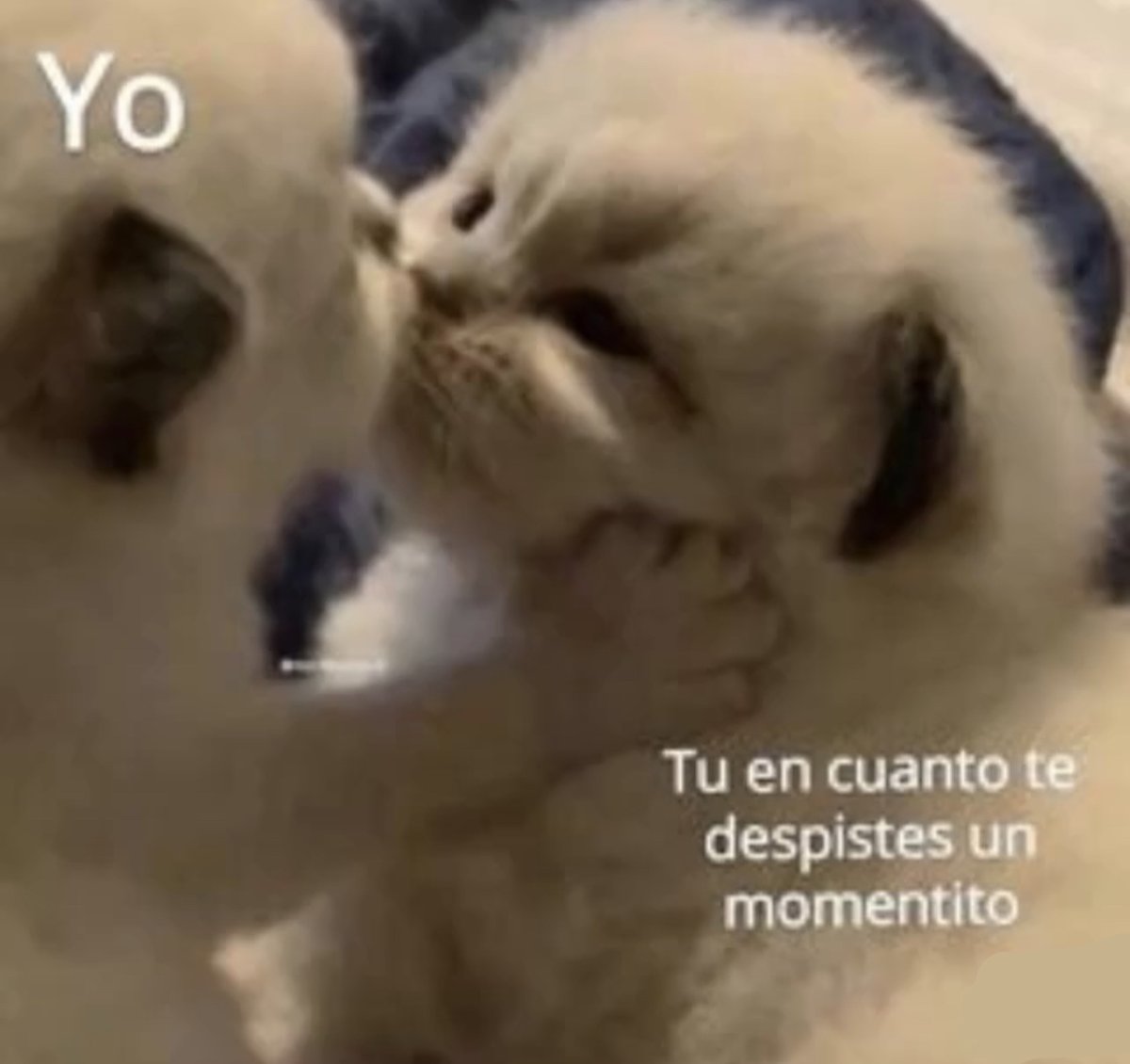 Guarromantico_'s tweet photo. https://t.co/F9nSZgDfeR