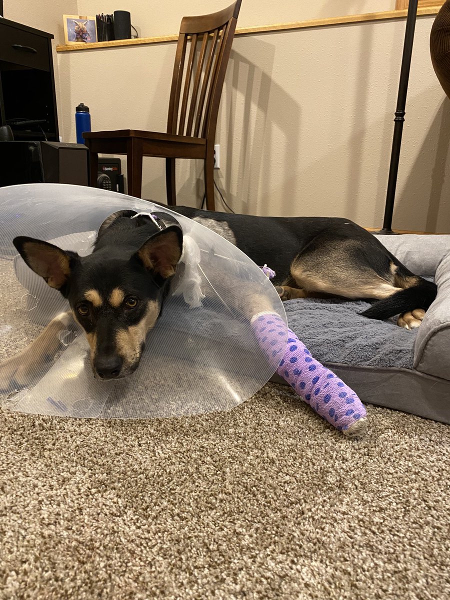 “Resting on my new dog couch.”

Fifi’s Recovery progress update: Paw wound is 50% healed. Surgeons said this would heal before the broken arm. Though would involve many bandage wrapping changes and vet visits. Making a lot of progress. Broken leg has at least 4 more weeks.