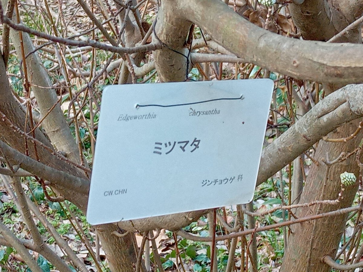 so_e794's tweet photo. ミツマタの蕾がだいぶ大きくなってました。ジンチョウゲ科と書かれてます。確かに花の形は似てるかも。匂いもするし。
#ミツマタ,#三又,#ジンチョウゲ,#沈丁花,#京都府立植物園 https://t.co/RhStoexjbL
