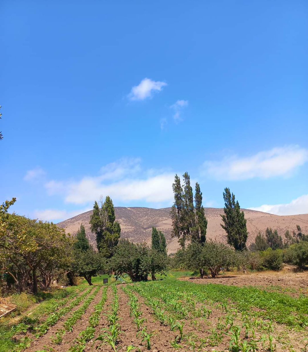 En Instagram:

Comparte tus fotos y vídeos del #NortedeChile 🇨🇱 con el hashtag #ArteNorte

Los esperamos en ArteNorte.cl