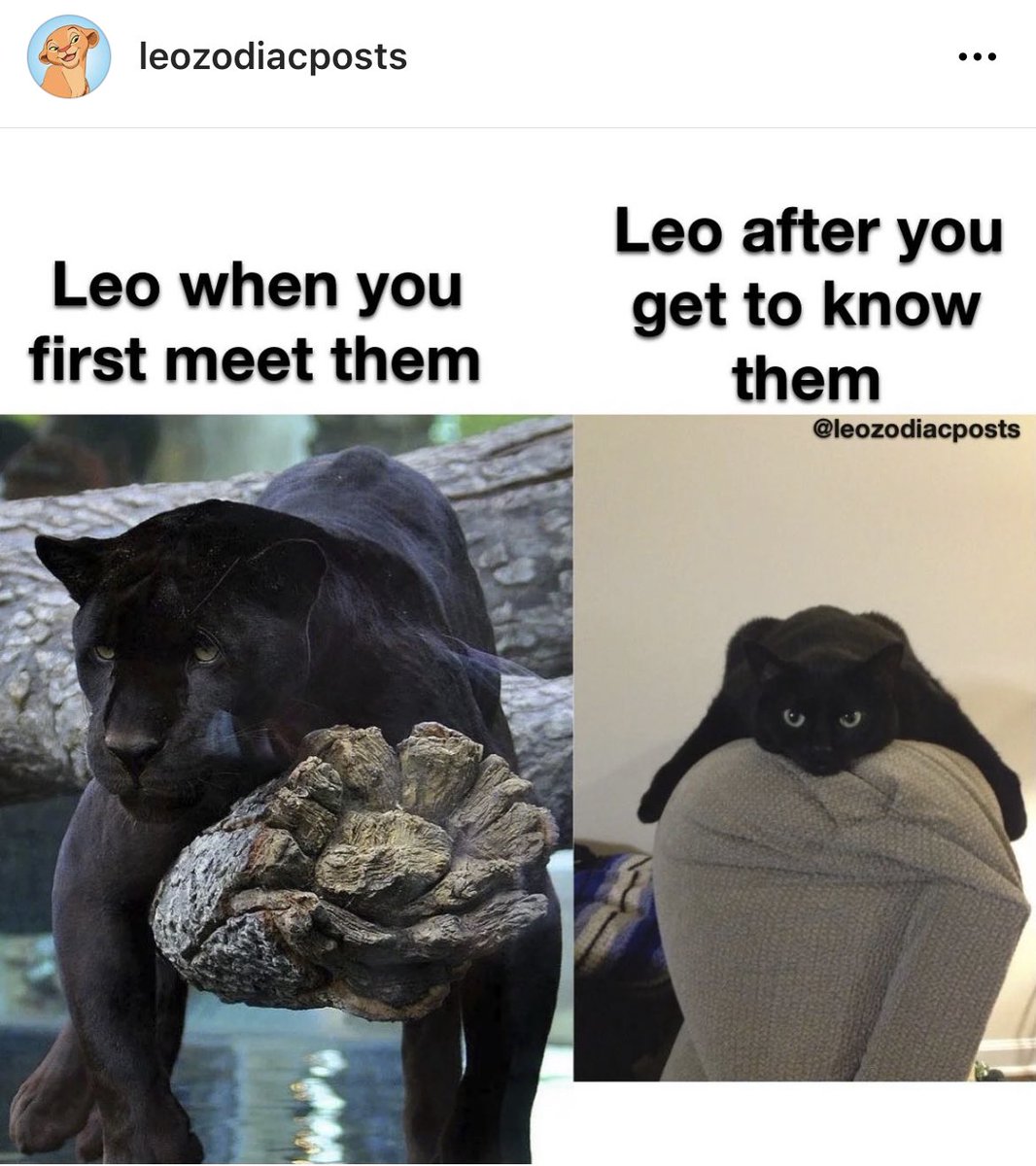 Leo_Tweets's tweet image. Follow leozodiacposts on Instagram for all things #Leo ♌️ 🦁