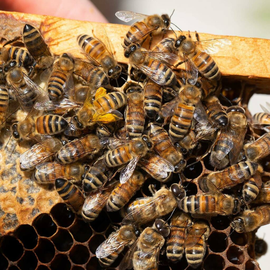 Need bees?  Wanna save a few bucks?  Get together with some friends and buy in bulk!  You now can buy 5 packages of bees together at a discounted price!  Check out our bio link for more info.  Packages will be available for pickup on or around April 2nd!… instagr.am/p/CaVtWfNuJx-/