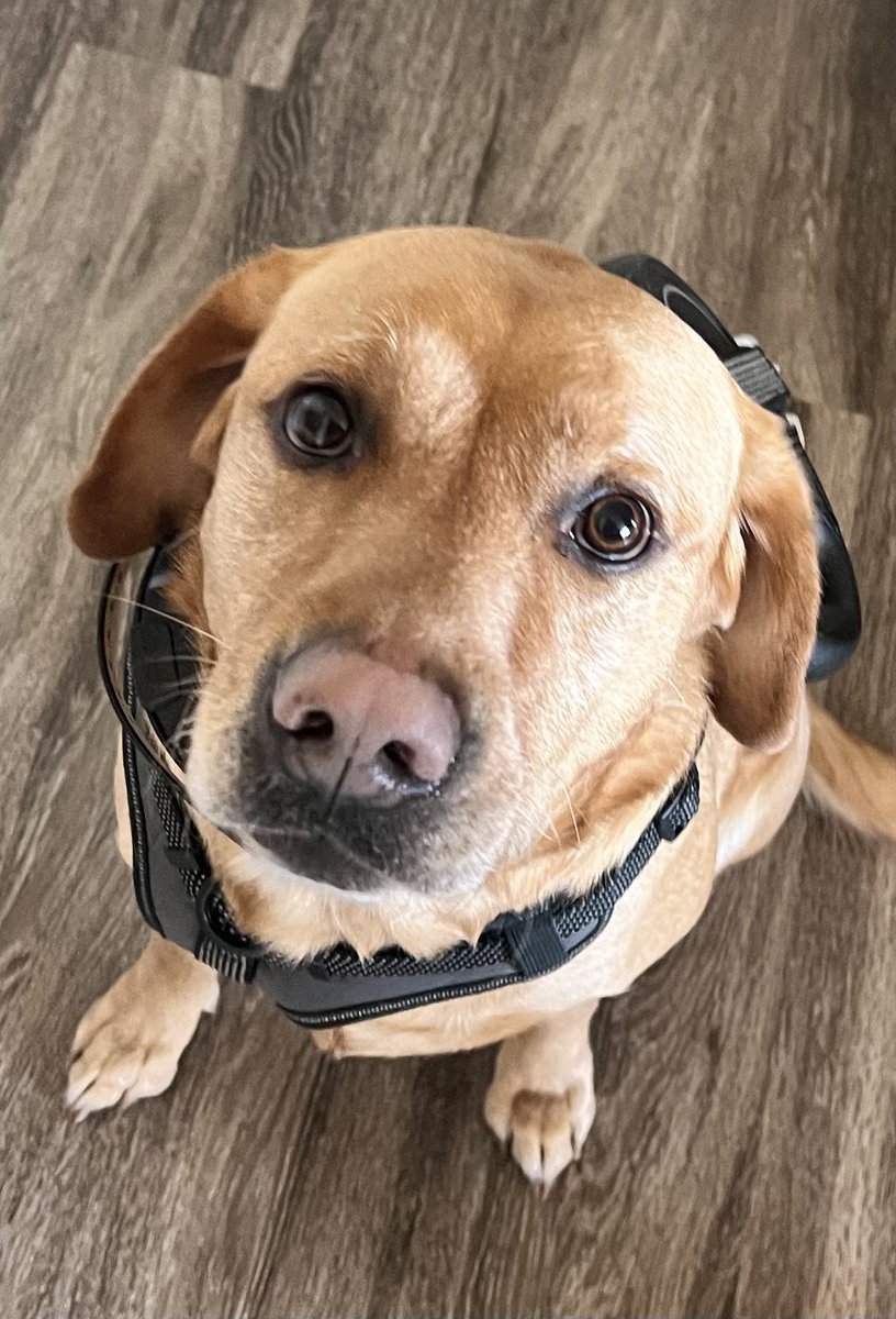 hunchocactii's tweet image. @pasaniiii and I will be taking a hiatus from streaming to work on real estate. Should be back by the middle or end  of march. Good things will come from this little break. We appreciate everyone supporting us and can’t wait to get back to it 💕💕 #treehuggerz