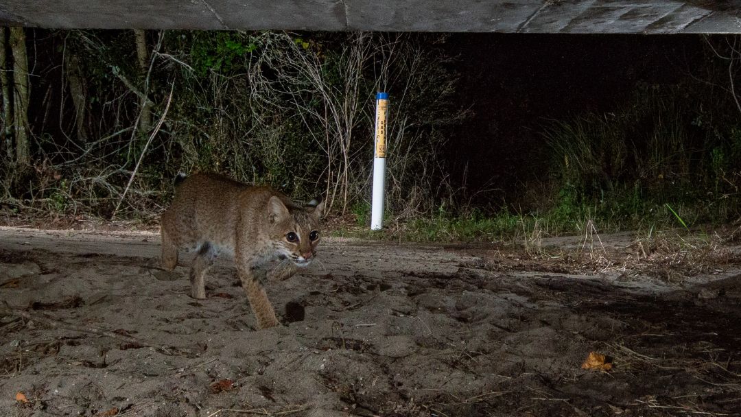 fstopfoundation's tweet photo. https://t.co/xbyz8LSBw1 The goals of our Crossings and Corridors Project are to create image and video content that allows our partners to create awareness of the importance of wildlife corridors and crossings. 

#WildlifePreservation #SpeciesConservation #fStopFoundation https://t.co/WfmEGEsgPZ