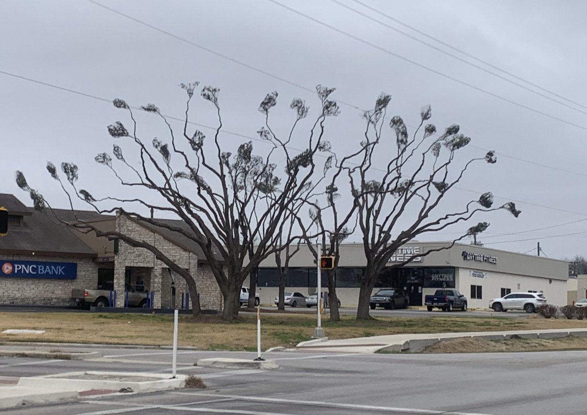 cblevins211's tweet photo. Some EXTREMELY poor pruning! https://t.co/AIYUpiQXvJ