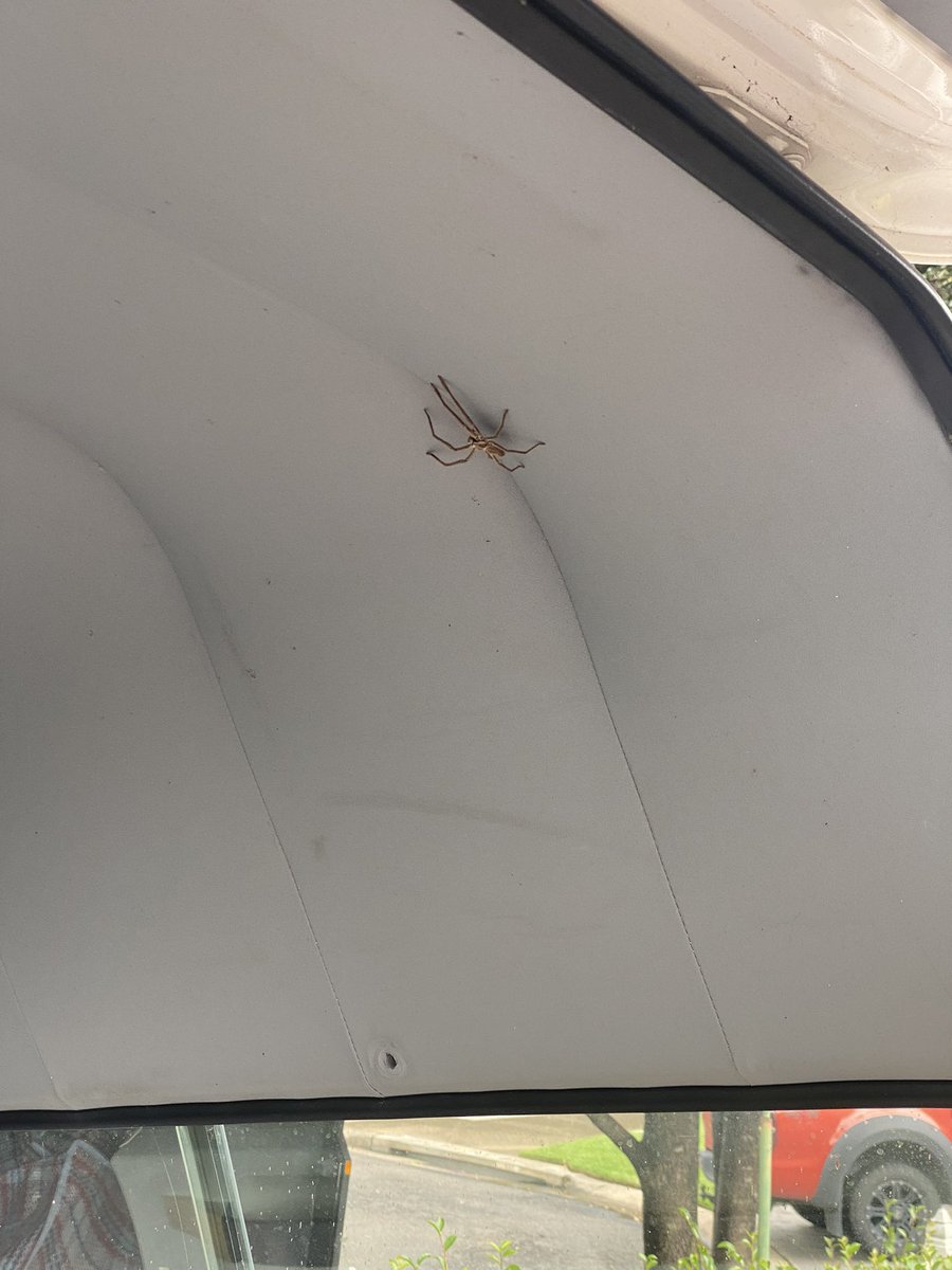 TheStrangeverse's tweet photo. Day 3. He wasn’t home this morning couldn’t see ol mate anywhere, went for a drive in me van and this bloke was on the roof! https://t.co/a0pheKr0WW