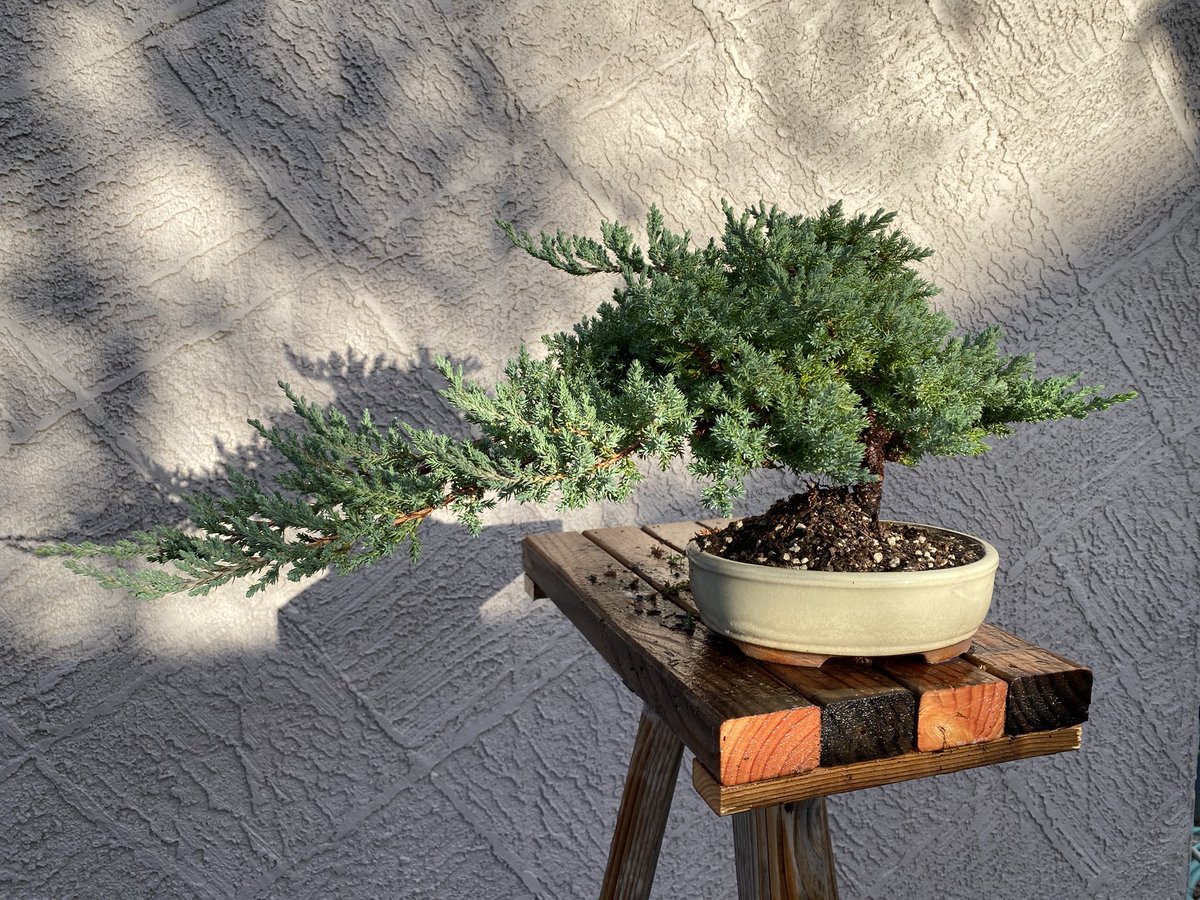 mrsawyerscience's tweet photo. A student asked about work-life balance today, it made me think. I came home and put in some good bonsai garden time this evening. 🌳 https://t.co/C4svAx5MFv