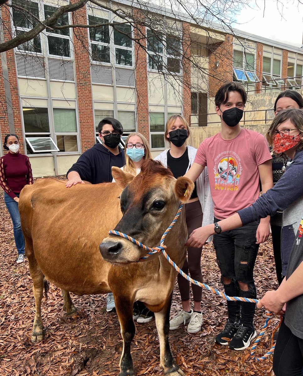 AgSommerfeld's tweet photo. Today the JHS FFA had a local farmer come to campus with one of their farms Dairy Cows! The students were SO EXCITED to meet and greet with a real animal all while learning about the dairy industry and different facts and cows #agintheclassroom #dpscte https://t.co/YoRSwRgBBX