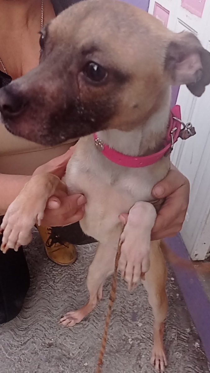 VIBRAmascotas's tweet photo. Esta nena es como una minipitbull, es adulta pero parece cachorro de Pitbull, está en adopción responsable, muy amigable y linda,juguetona, convive con otros perros. #AdopcionResponsable #rt #cdmx https://t.co/CPQa2uG4HY