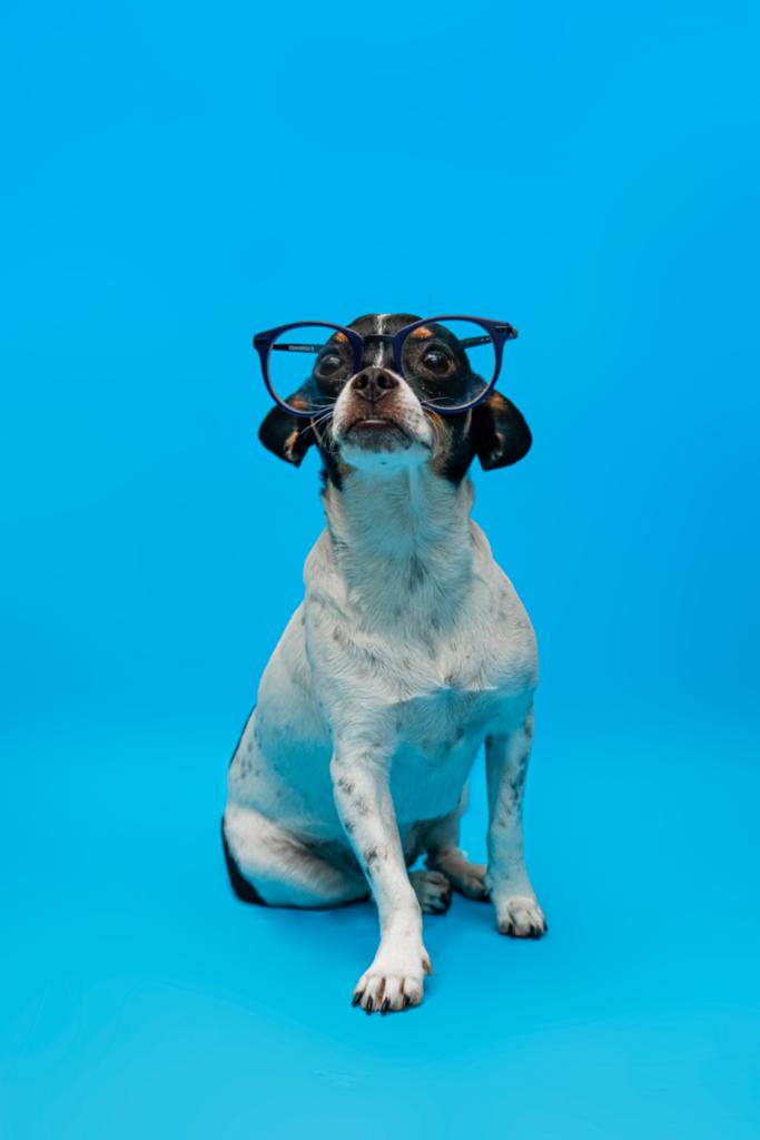 Gobierno_SV's tweet photo. A minutos de iniciar la transmisión en vivo del lanzamiento de @chivopets.

¡Vamos a pasar lista! Deja el nombre de tu peludito 😺🐶🐰en este hilo 👇🏻 https://t.co/ck0Z9jWZi7