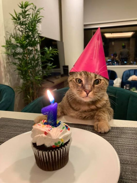 ten as cat 🐱 tweet media