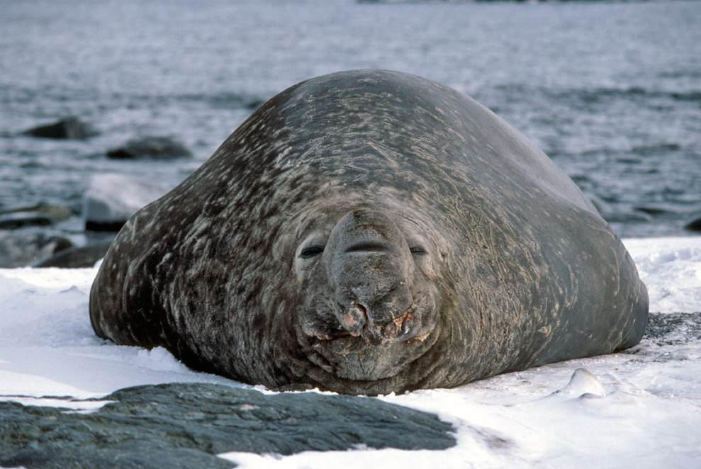 Elephant seal. Mirounga Leonina. Южный морской слон. Морской слон Антарктиды. Ластоногие представители морской слон.