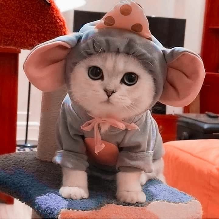 どうすんのこれ！( ´•_•。)💧なんで🐭なん❓｡｡｡(lll __ __)ﾊﾞﾀｯ