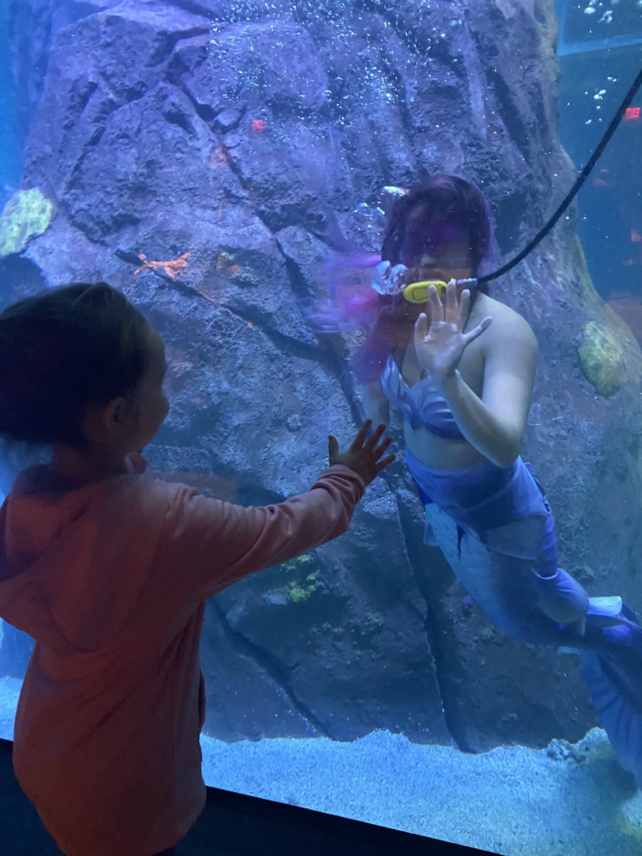 lilbRaleigh33's tweet photo. Thank you @AdventureAqua for a great time tonight! The mermaids were amazing and Ginny and Button were so playful! Addie loved it! https://t.co/no7RR7Io8s