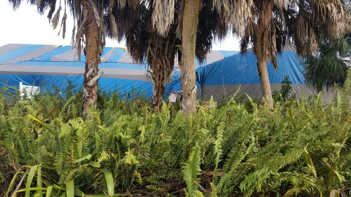 ChouvencL's tweet photo. 3rd day of the 38th #UFbugs fume school. Today is the day we do the showcase of a complete structural fumigation. https://t.co/Qxxs6o16sc