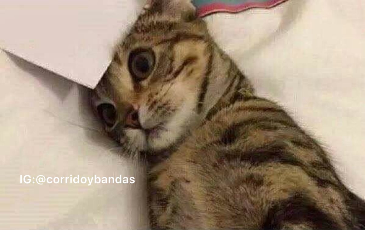 corridosybandas's tweet photo. Cuando intentas dormir y te pones a pensar en la vida: https://t.co/cLGXnEIKBb