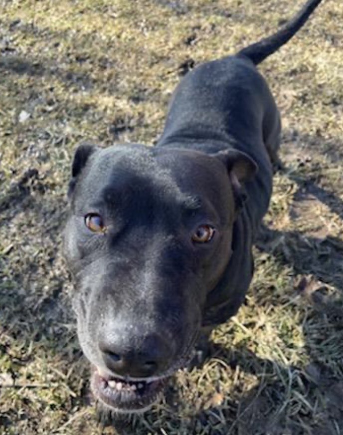 K9CollectiveOh's tweet photo. Well hi! I’m Mistletoe, a loving and beautiful lab mix. I’m about 5 years old and 50 lbs. I have a few things I love….people, walks and cuddles! I don’t mind dogs either! I would ❤️ a family who likes an outdoor adventure then a movie night on the couch! Can I come over…please? https://t.co/QMzLNupe3x
