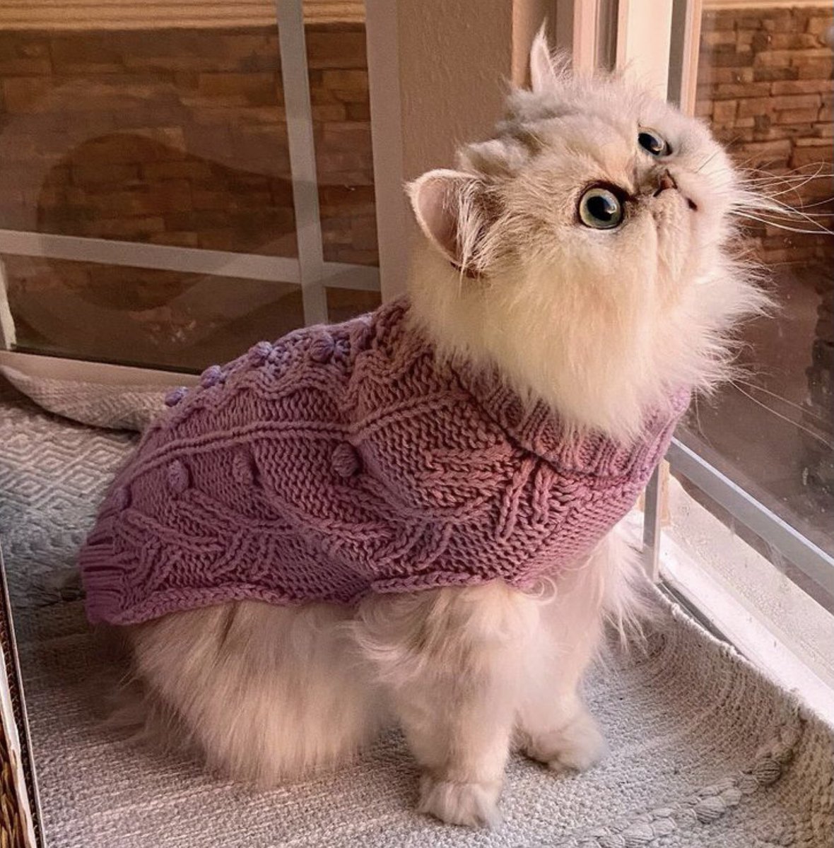 GratitudeSoup's tweet photo. Am not chonky…it’s layering season https://t.co/f7XQU42FqP