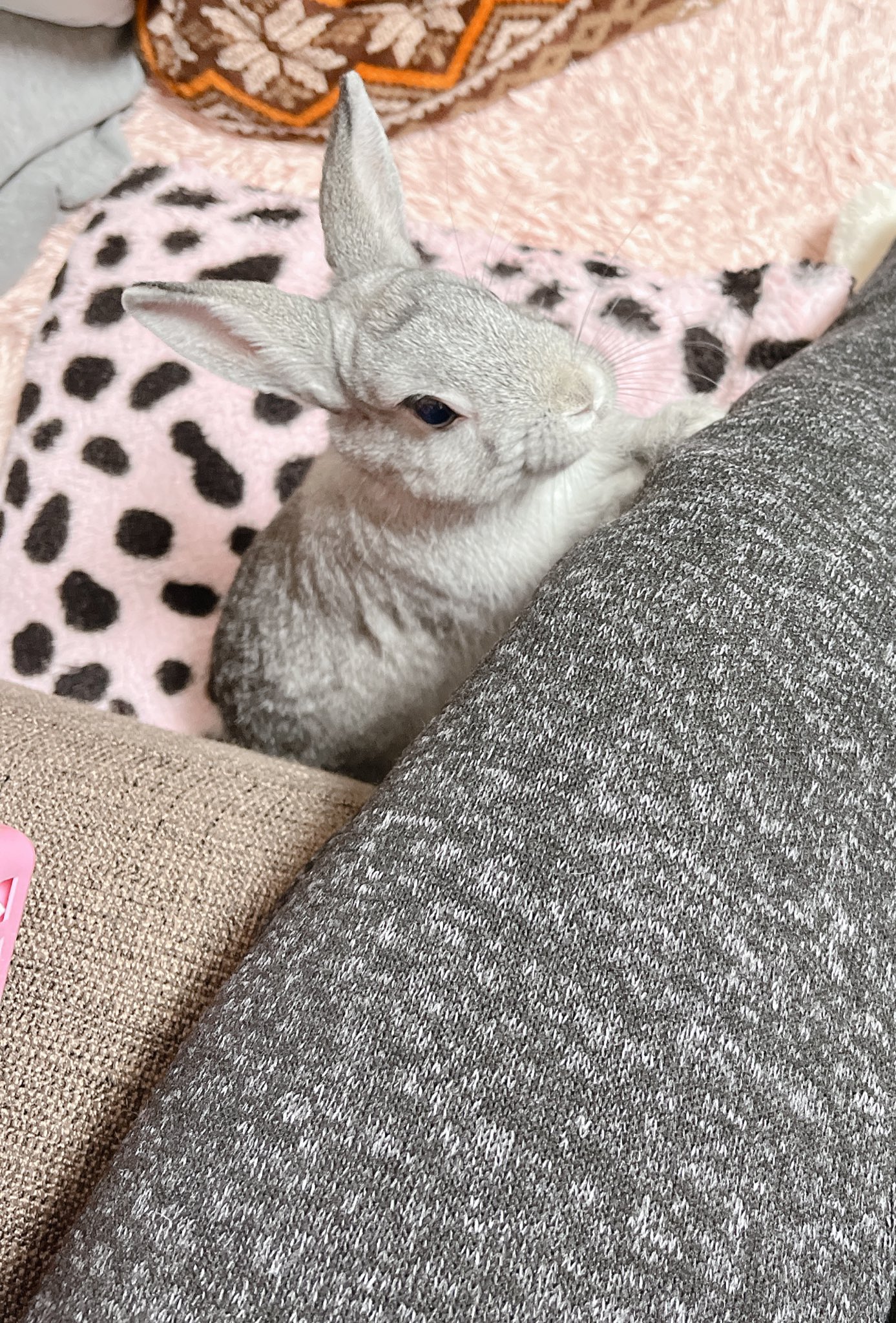 すぐ逃げる Twitter Search Twitter