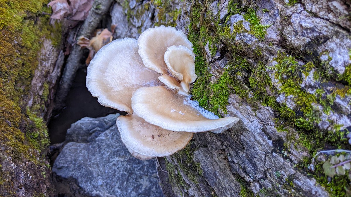 m_owens_'s tweet photo. I'm so ready for spring! But in the meantime here's a photo of a frozen oyster mushroom with snow❄️ https://t.co/Uw9j0GSu54