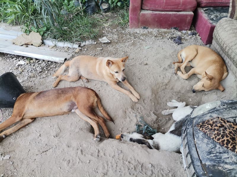 PetChivo's tweet photo. Hospital Veterinario Chivo Pets. 
Gracias Presidente @nayibbukele https://t.co/JGge9gvJpE
