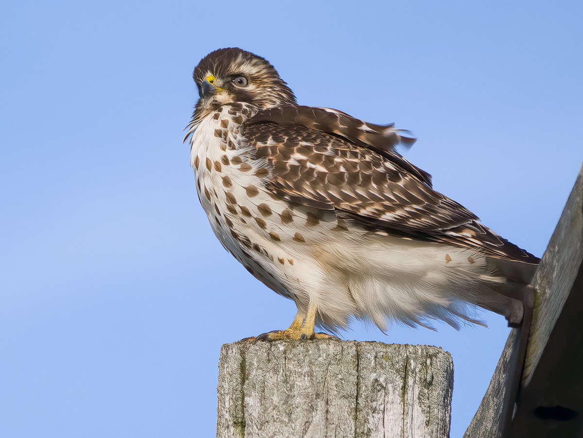 mebrosius's tweet photo. Juvenile Red-shouldered Hawk in my neighborhood on February 21, 2022. Beautiful view from my front porch. #BirdsSeenIn2022 #Birding #BirdPhotography https://t.co/lM4odHBHRe