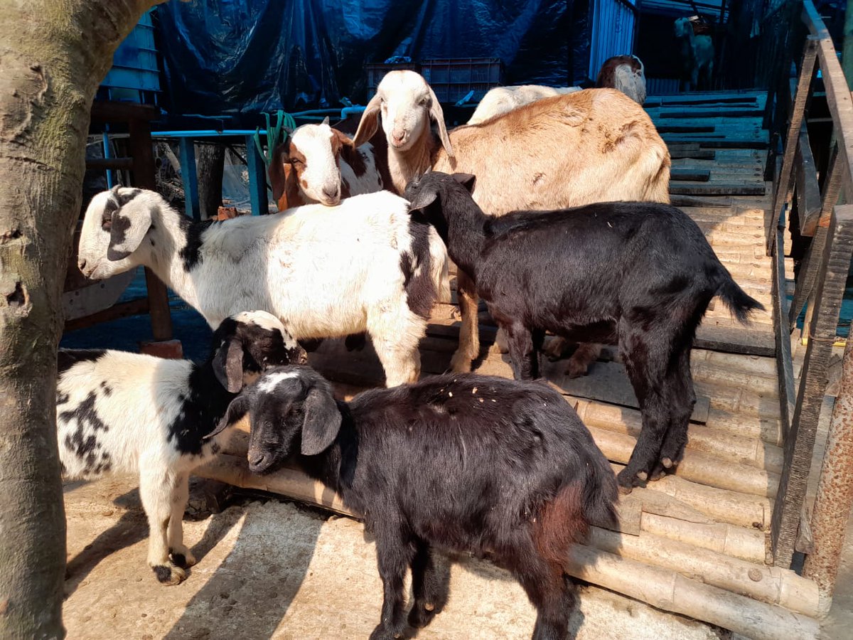 bjsmindia's tweet photo. We are continuing the Cluster development process &amp; supply Chain Management on Goat Business for Sustainable livelihoods.Curently Six livestock group has been working under our programme. Interested Youths , Groups ( M/F) FIG may contact us.@maxindiafndn @INDIACSR @BRLF_India https://t.co/1tQOFTewEl