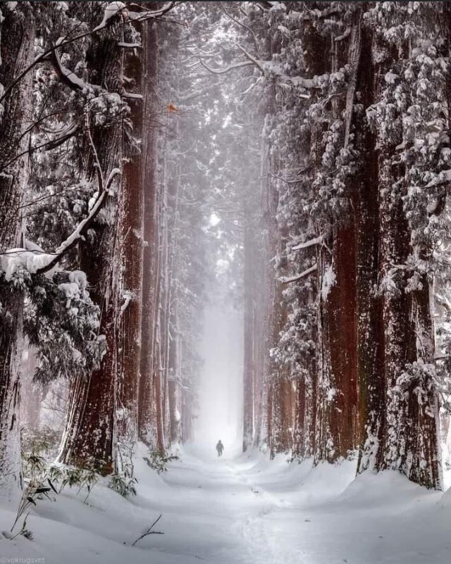 Зимой в лесу. Красивый лес зимой. Зимний лес. Зимний пейзаж. Прекрасный зимний лес.