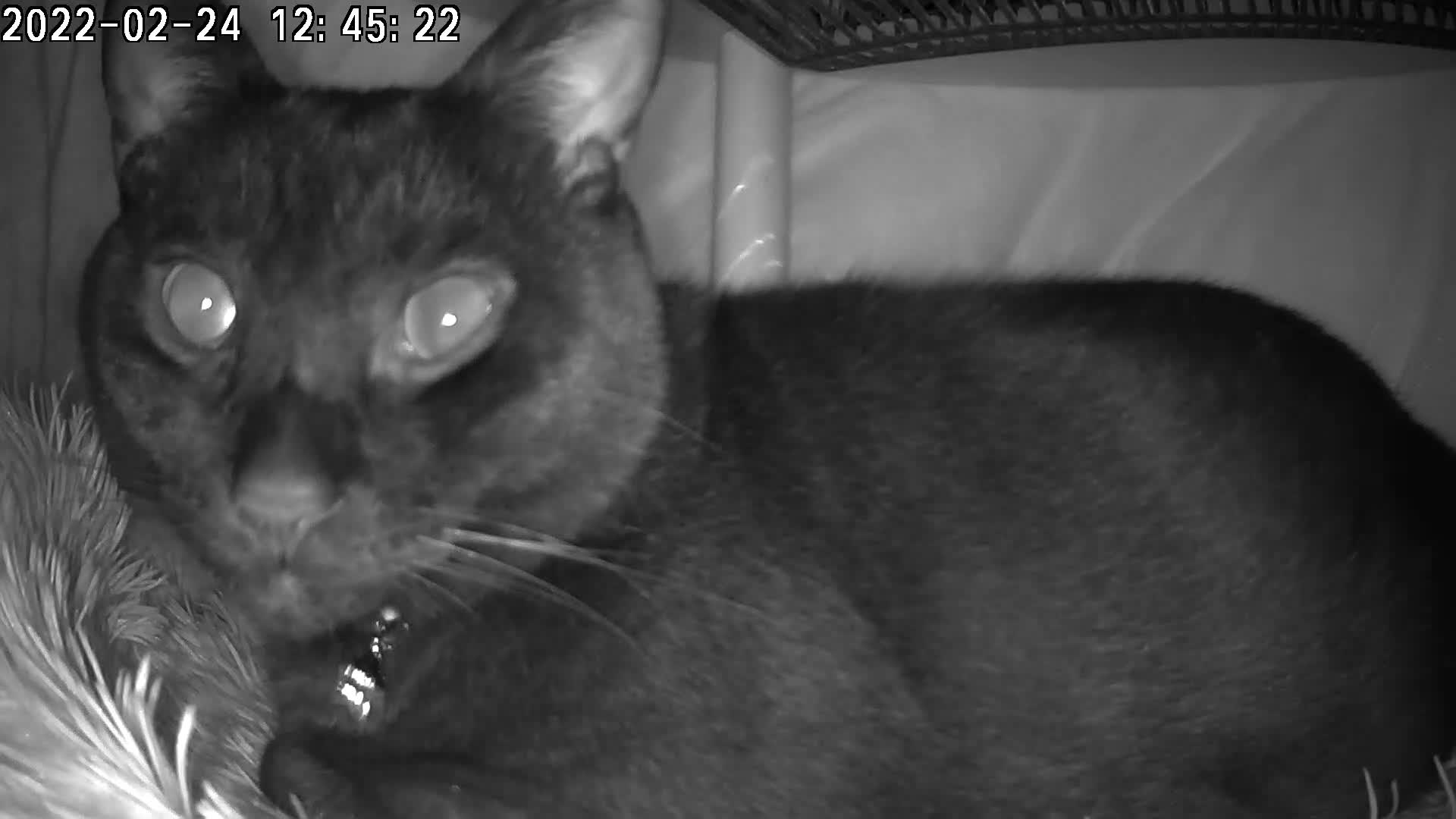 しおやてるこ 昼下がりのネコチャン コタツのヌシ 黒猫 コタツの中 T Co Tjra3lge5o Twitter