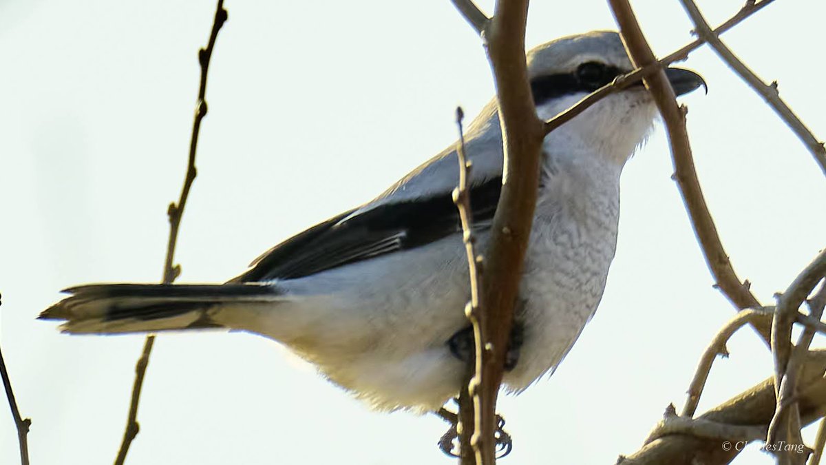 Charles Tang tweet media