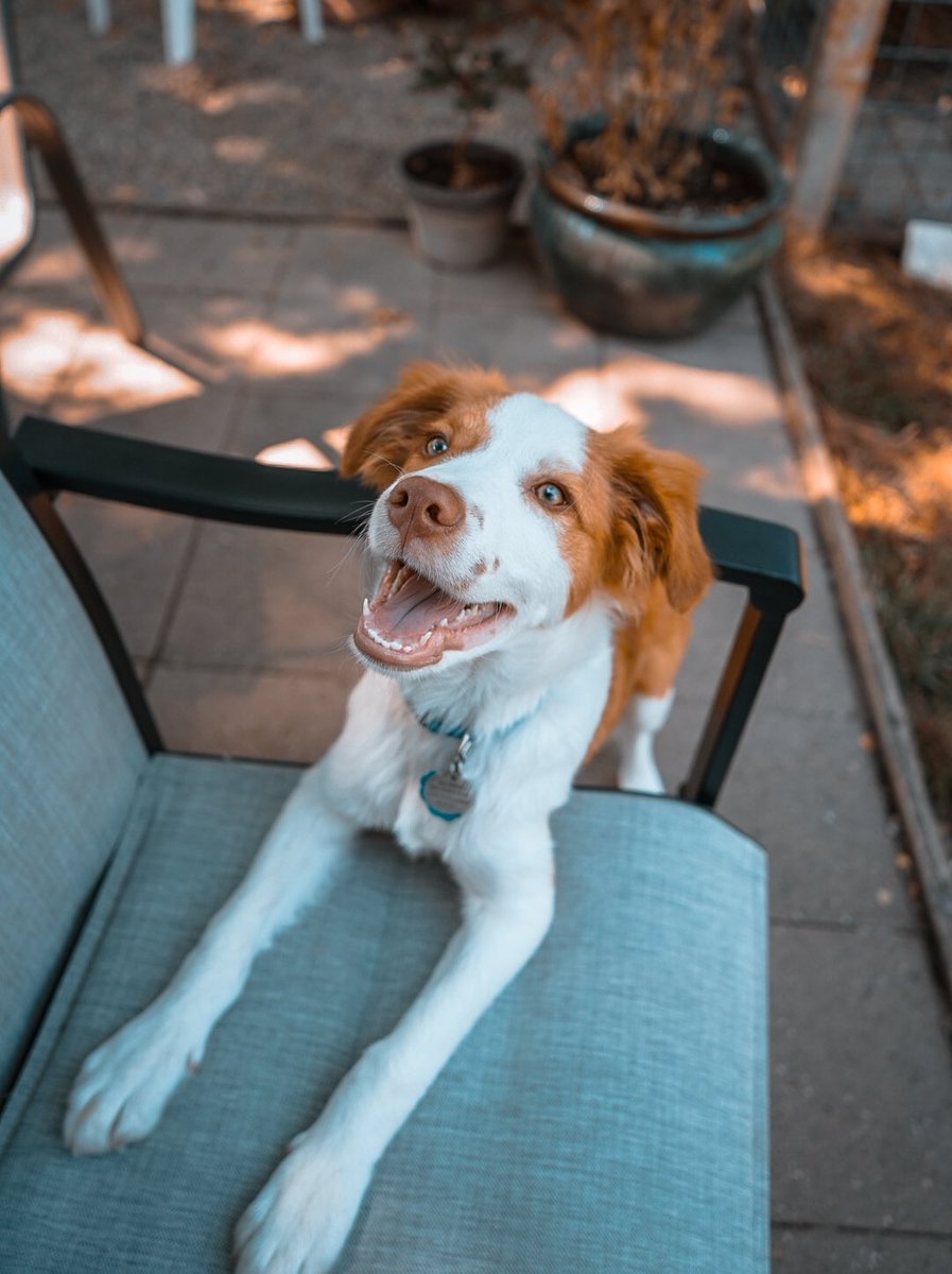 Hi everybody 👋 This is Finn and the one behind the account is Katherine, we’re trying out the Twitter bandwagon! Confused but having fun, and loving the image quality 🤍
(<a href="/polka_dot_loki/">Loki The Dalmatian</a> was 100% right)
#twitterdogcommunity #dogsoftwitter