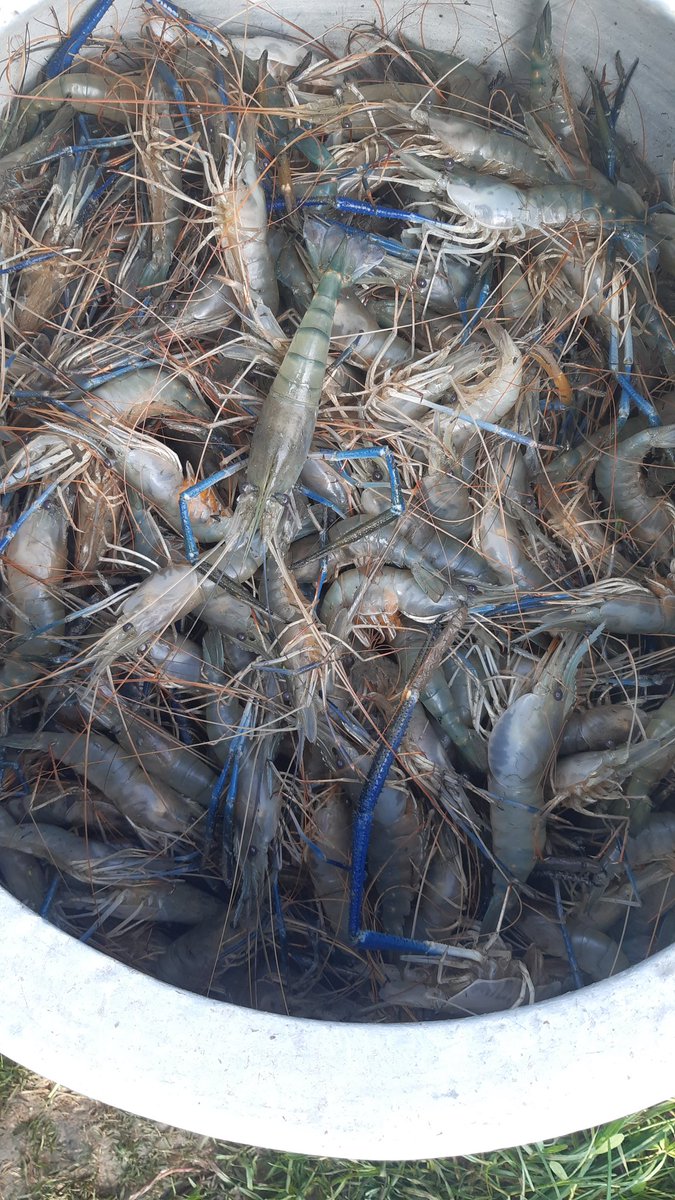 ଆଜି ଭୋଜି ହେବ ଯାହାର ଭାଗରହିବାର ଅଛି ଚାନ୍ଦା ନେଇ ଆସ