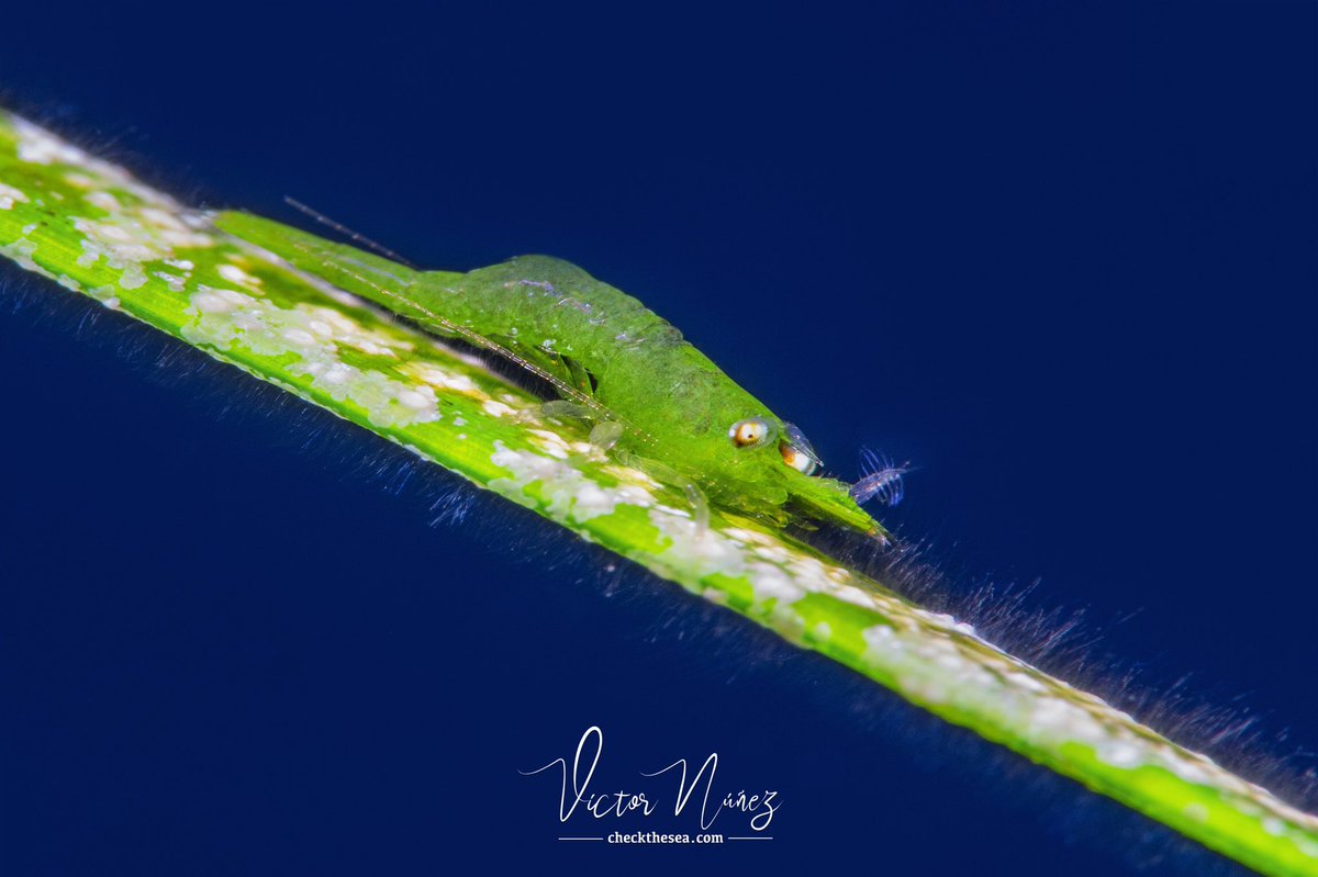 ChecktheSea's tweet photo. El Tablado, núcleo costero del municipio de Güímar, que consta de un gran sebadal con cantidad de fauna pequeña, como este camarón trompudo https://t.co/7STXYcAqS4 #güímar #shrimp #sebadal https://t.co/wIwBsZElf1
