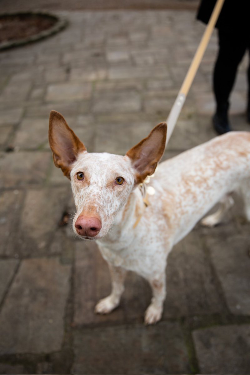 Hi everyone, I'm Banoffee the Podenco, and I've come to join the #twitterdogcommunity and see all of your beautiful faces 🥰 #dogs #dogsoftwitter #cutedogs