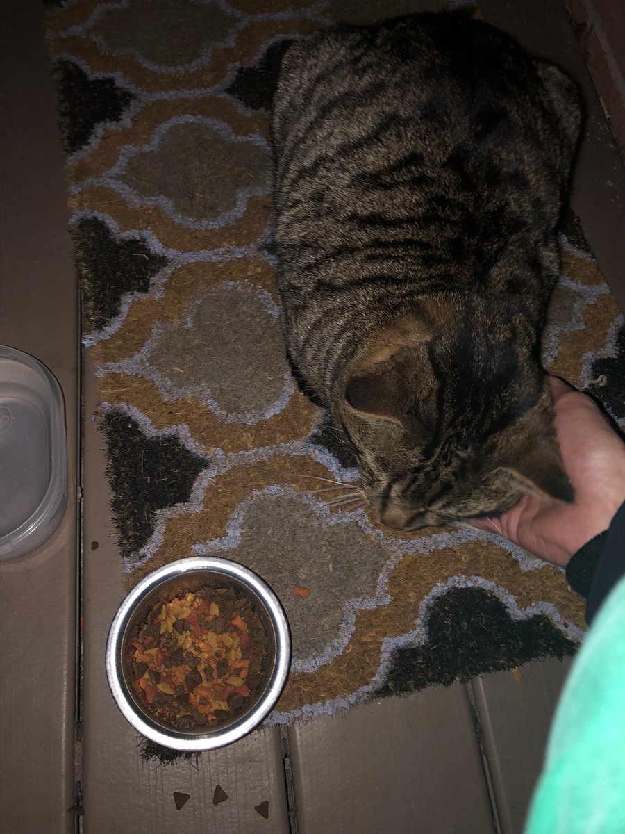 shanermurph's tweet photo. #KittyUpdate
Visitor cat is here - its injury has been healing up very well. Always loves some affection with its nom-noms. https://t.co/cEWDO18GvC