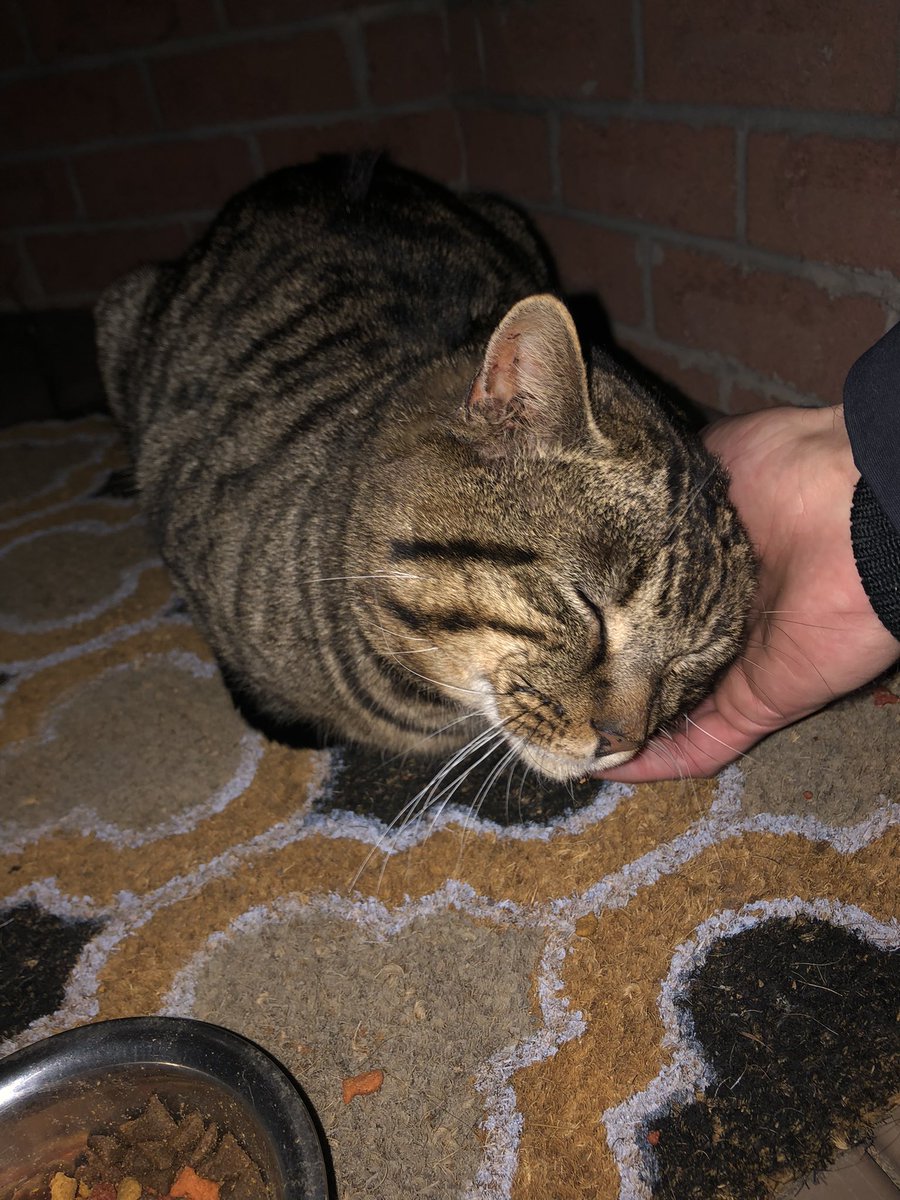 shanermurph's tweet photo. #KittyUpdate
Visitor cat is here - its injury has been healing up very well. Always loves some affection with its nom-noms. https://t.co/cEWDO18GvC