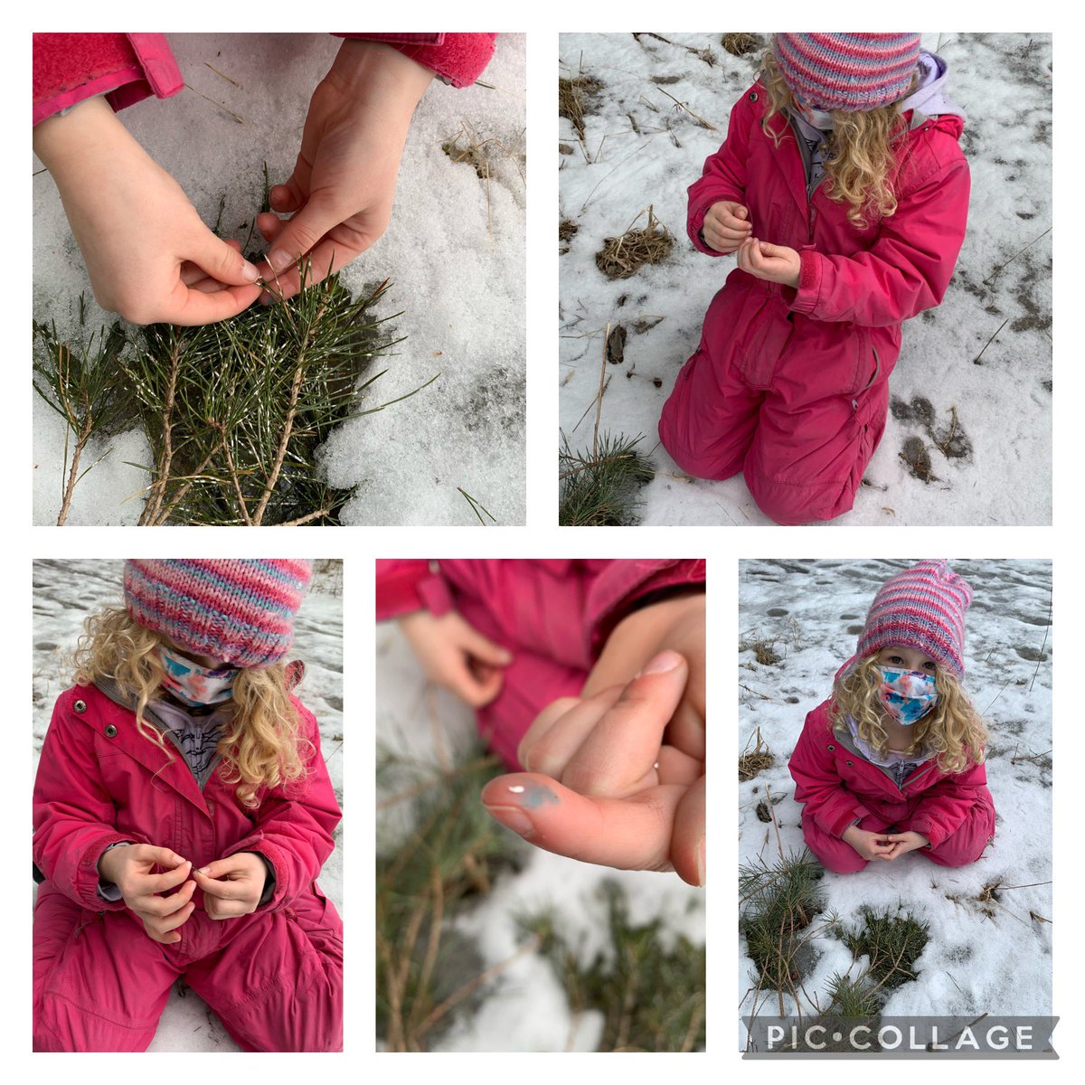 GlendaBensonSPS's tweet photo. Student B in KAB was wondering why the pine needles had white stuff on them ? She decided it wasn’t snow. What was it? @StirlingPS #kindergartenwondering #learningforest #outdoorlearning https://t.co/3krbPruRVS