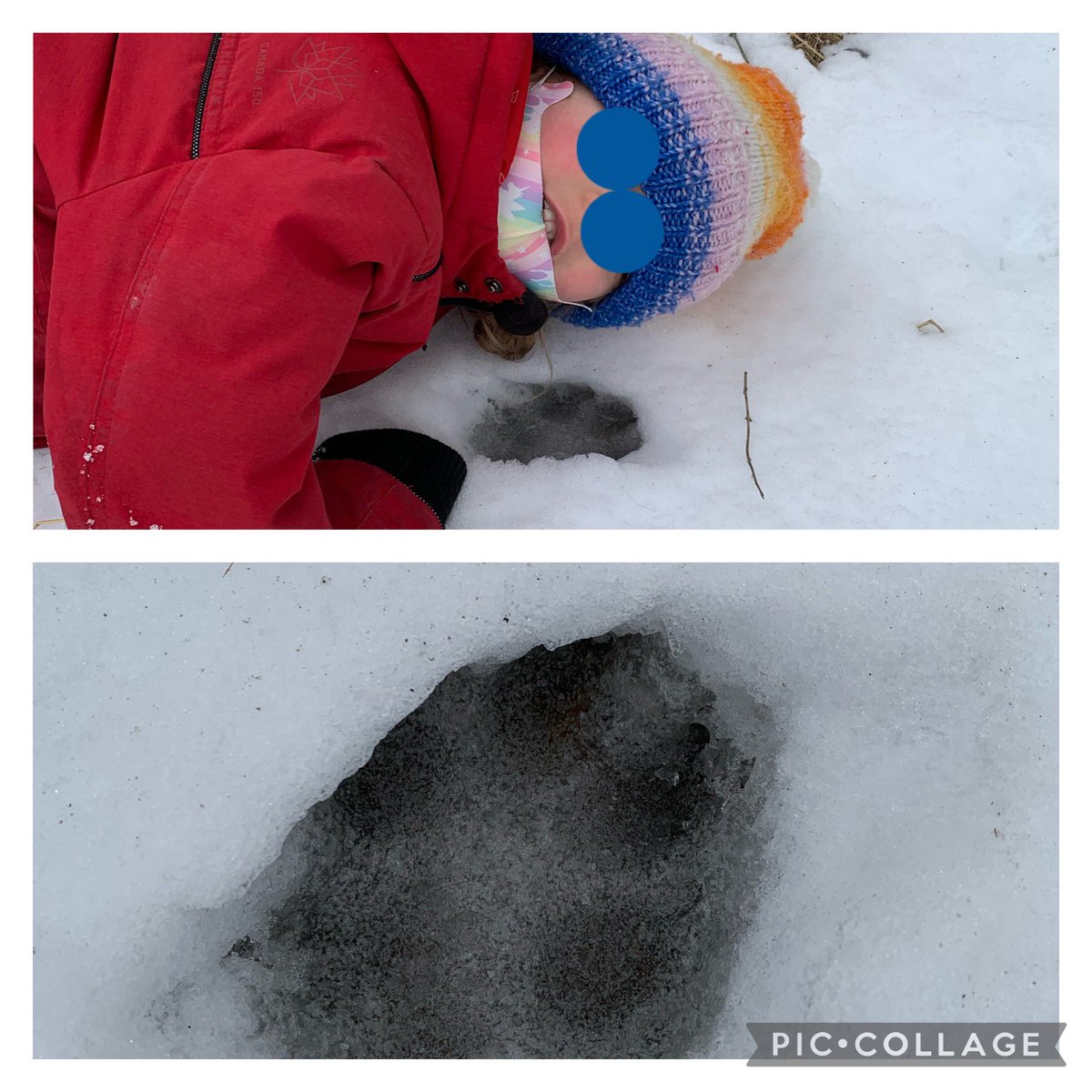 GlendaBensonSPS's tweet photo. Student C in KAB  thought she spotted a coyote print in the snow.  She was sure that’s what it was because it was big and she could see the claws. @StirlingPS #kindergarten #learningforest #coyoteprint #wintertracks https://t.co/GVyrqXxov7