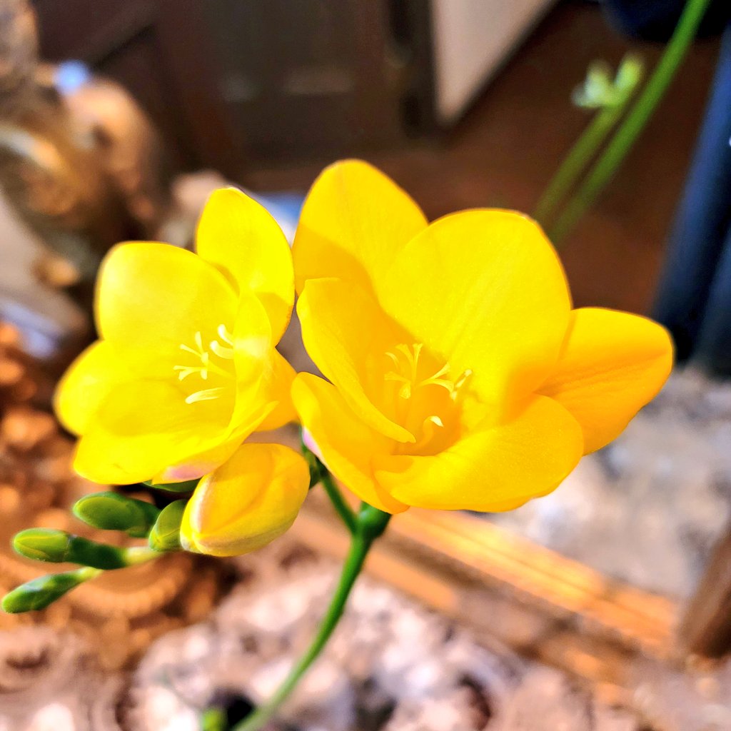 Yuka 石川県のアンテナショップに能登牛のステーキ買いに行ったけど売り切れで 代わりに 石川県のお花 エアリーフローラを頂きました 旅立ちを祝う花 花言葉 希望 ですって 黄色いお花って 見てると元気でる T Co 5rhkdhpita Twitter
