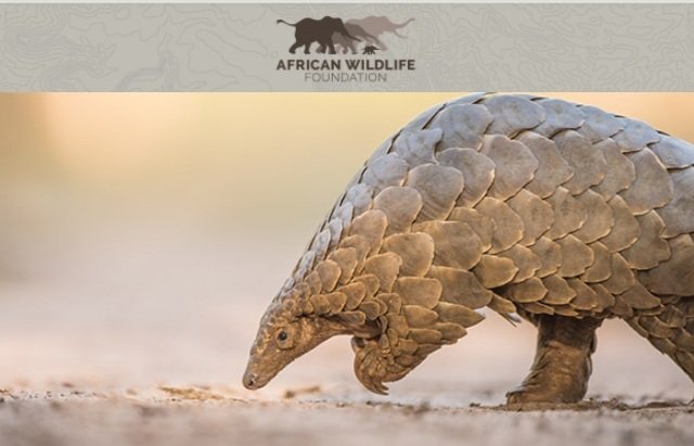 ящер панголин. панголин покемон. китайский ящер панголин. степной ящер панголин. ящер панголин.