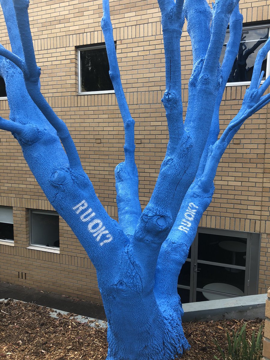 On day 1 of mental health first aid training I walk past our #ruok tree. Thank you <a href="/IMASUTAS/">IMAS</a> and <a href="/MHFA_Australia/">Mental Health First Aid Australia</a> for this opportunity to learn how to better support others. #bluetreeproject #itsokaynottobeokay