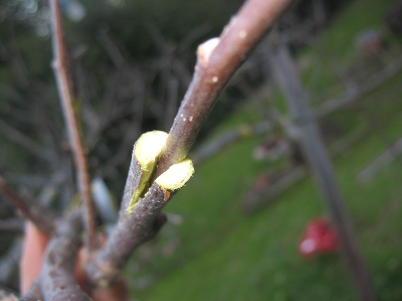 RukundoChrist14's tweet photo. In modern horticulture grafting is used for a variety of purposes: to repair injured trees, to produce dwarf trees, to strengthen plants’ resistance to certain diseases, to retain varietal characteristics, to adapt varieties to climatic conditions, and to ensure pollination. https://t.co/h7Xd7XVsnF