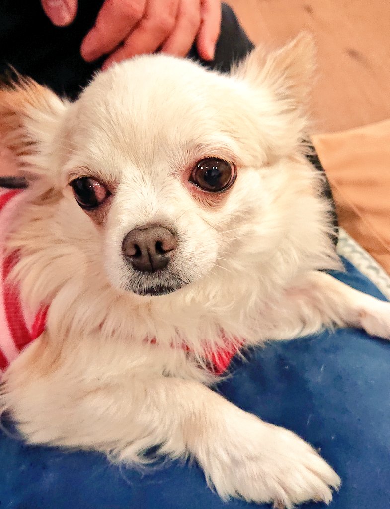 Twitter এ 保護犬カフェ 堺店 こにゃむ ロングコートチワワ 推定6歳 女の子 推定16生まれ 3 70kg クリームホワイト 甘えるとベタベタに甘えてくれる こにゃむちゃん 人見知りがちですが 根気よく付き合うと きっと甘えてくれるでしょう Theツンデレ女子のこ