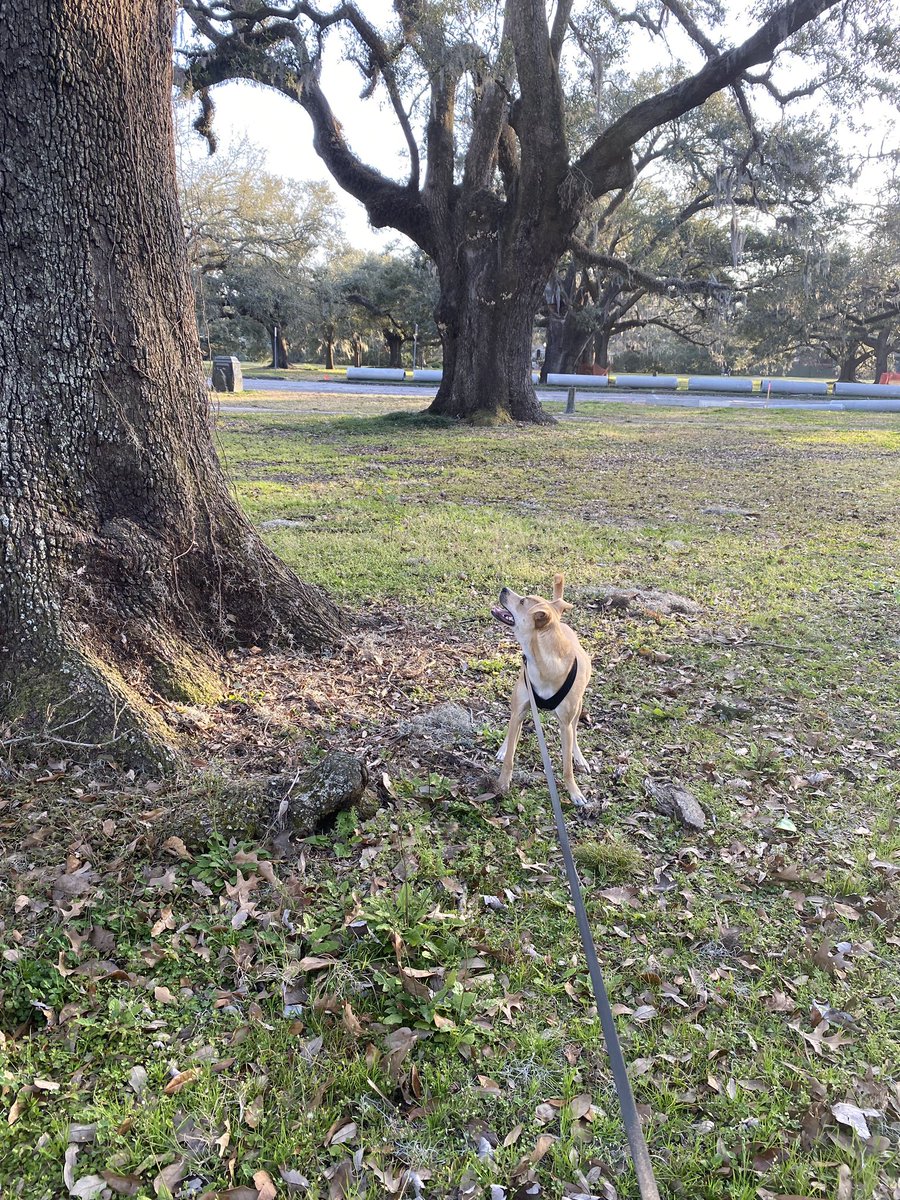 taz_thepup's tweet photo. We went to Audubon park today and I saw so many ducks and squirrels! I don’t know why mom makes me stay with her when I want to go say hi to them right up close #dogs #dogsoftwitter #audubonpark #nola #noladogs https://t.co/Xiy7B9a2u3