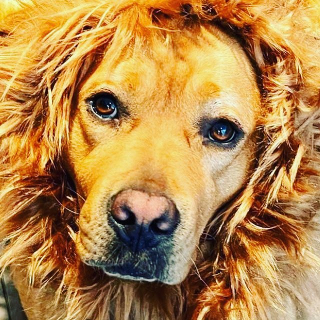 RealRomaDowney's tweet image. Red the lion heart ♥️ #redlab #redfoxlab #redlabrador #englishlabrador #dogs #dogsoftwitter