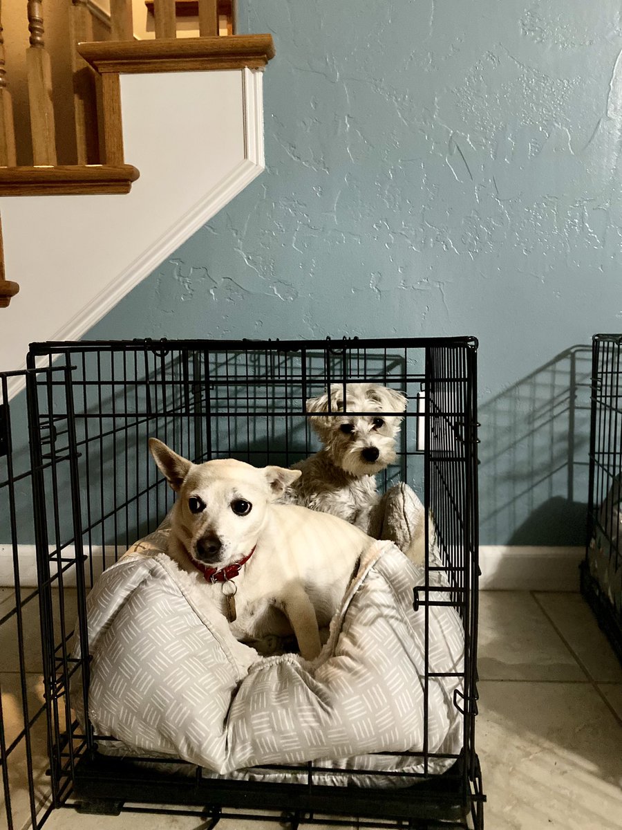 It was time to get in our kennels, close the gate, and go to bed. Again, these two only want the kennel on the left. So I picked up the other one and move it to the left of the current left kennel. They both run out and try to get in the new left kennel! My dogs are leftists.