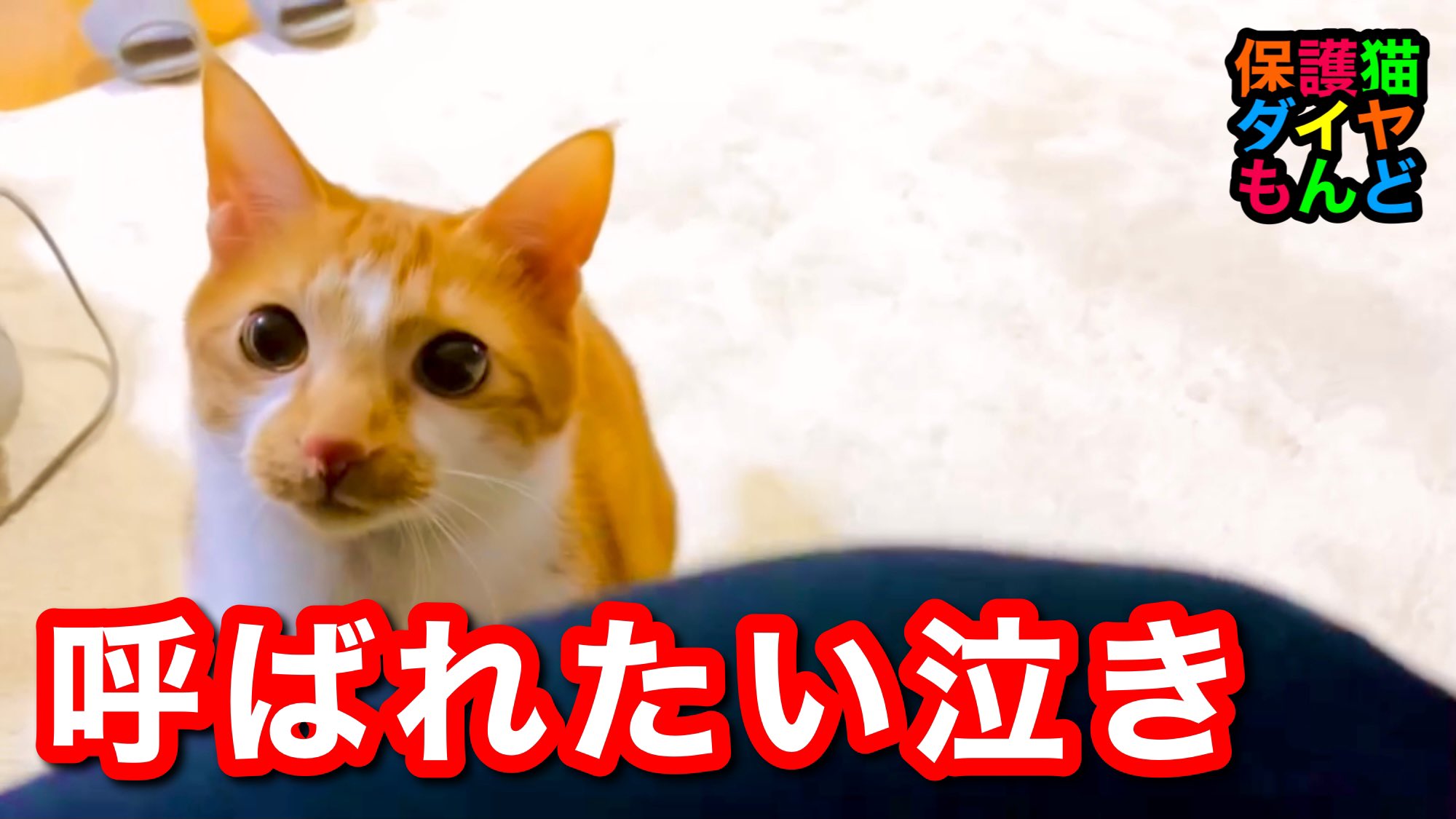 保護猫ダイヤもんど Daiyadaiya Twitter