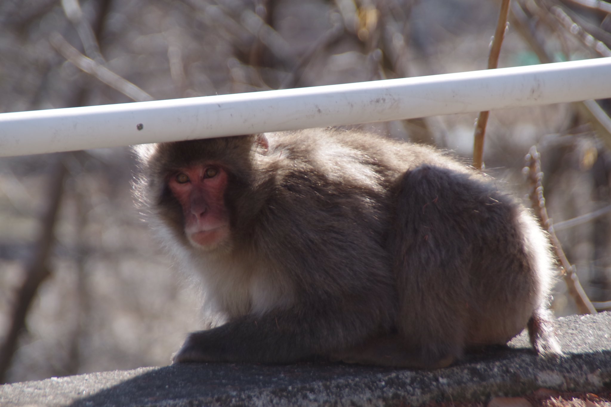 Okapii 日本猿 山梨県北杜市明野町にて 日本猿 ニホンザル 猿 サル さる 野生猿 写真好きな人と繋がりたい 写真撮ってる人と繋がりたい 写真で伝えたい私の世界 ふぉと フォトジェニック ファインダー越しの私の世界 東京カメラ部 Okapii 日本猿 山梨県北杜市明野町にて 日本猿 ニホンザル 猿 サル さる 野生猿 写真好きな人と繋がりたい 写真撮ってる人と繋がりたい 写真で伝えたい私の世界 ふぉと フォトジェニック ファインダー越しの私の世界 東京カメラ部